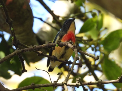 Fire-breasted Flowerpecker